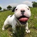 フレンチブルドッグ
French Bulldog164-1