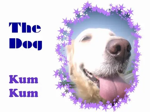 『金ちゃん』Golden Retriever
香港のDawn Leung さんからの投稿です。