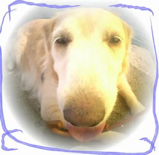 『金ちゃん』Golden Retriever
香港のDawn Leung さんからの投稿です。