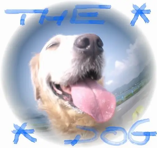 『金ちゃん』Golden Retriever
香港のDawn Leung さんからの投稿です。