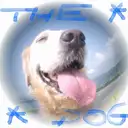 『金ちゃん』Golden Retriever
香港のDawn Leung さんからの投稿です。