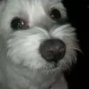 『Ball Chai』
香港のCherrieさんからの投稿です 