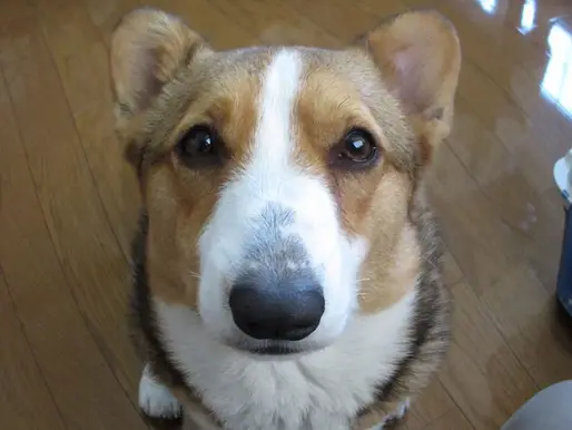 『モモ』ちゃん
東京都の井上さんからの投稿です。