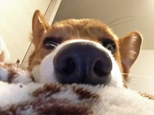 『こじろぅ』ちゃん
大阪府の竹綱さんからの投稿です。