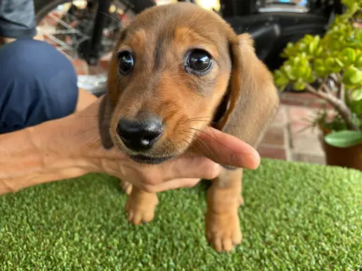 ダックスフンドの子犬販売