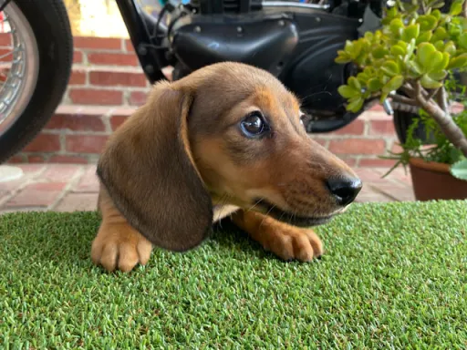 ダックスフンドの子犬販売