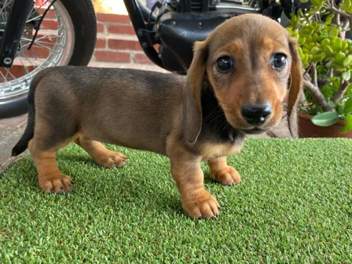 ダックスフンドの子犬販売