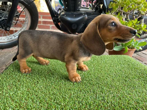 ダックスフンドの子犬販売