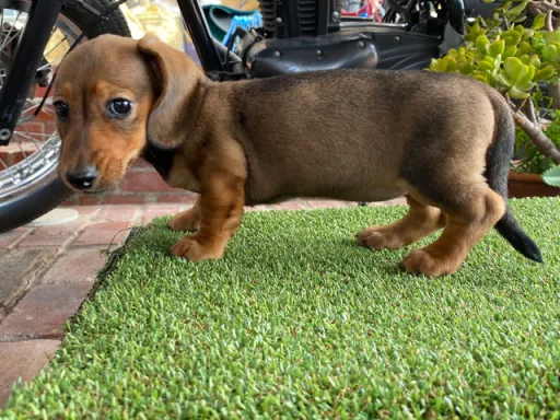 ダックスフンドの子犬販売