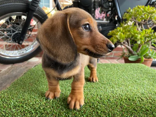 ダックスフンドの子犬販売