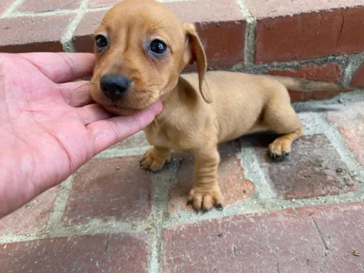 ダックスフンドの子犬販売