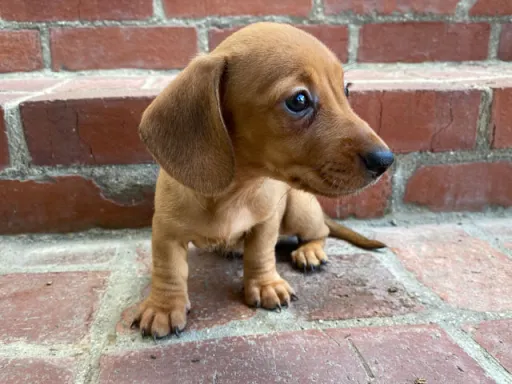 ダックスフンドの子犬販売