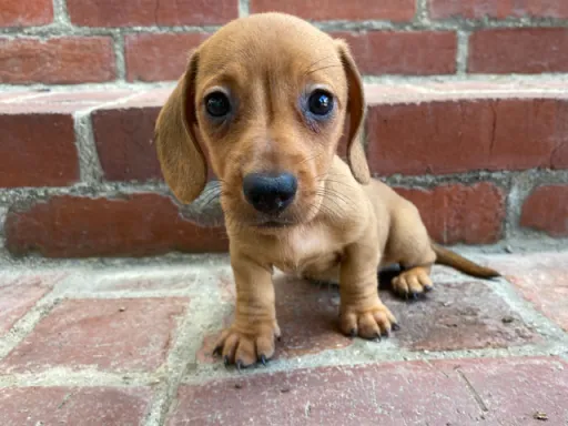 ダックスフンドの子犬販売