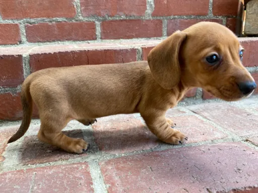 ダックスフンドの子犬販売