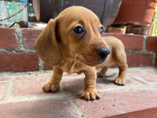 ダックスフンドの子犬販売