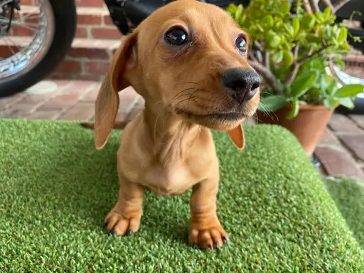 ダックスフンドの子犬販売