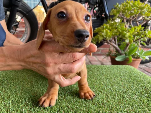 ダックスフンドの子犬販売