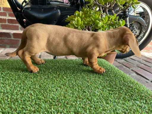 ダックスフンドの子犬販売