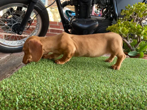 ダックスフンドの子犬販売