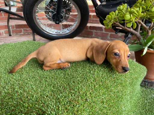 ミニチュア・ダックスフンド / スムースコートのサムネイル画像5