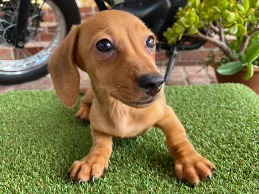 ミニチュア・ダックスフンド / スムースコートのサムネイル画像6