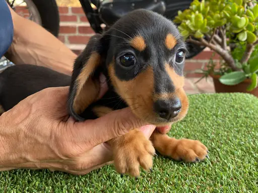 ダックスフンドの子犬販売