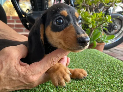ダックスフンドの子犬販売