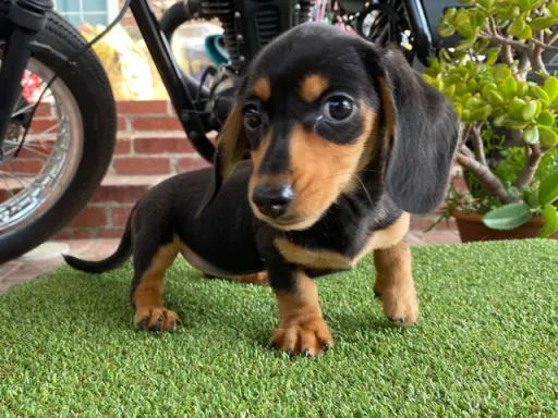ダックスフンドの子犬販売