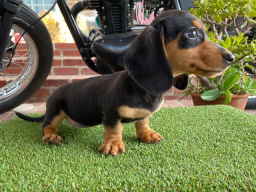 ダックスフンドの子犬販売
