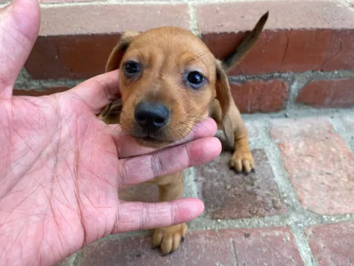 ダックスフンドの子犬販売