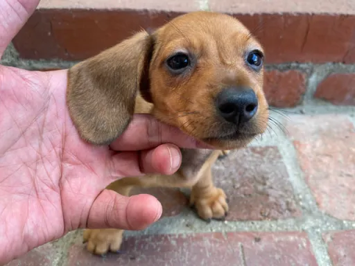 ダックスフンドの子犬販売