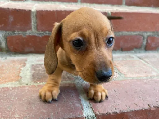 ダックスフンドの子犬販売