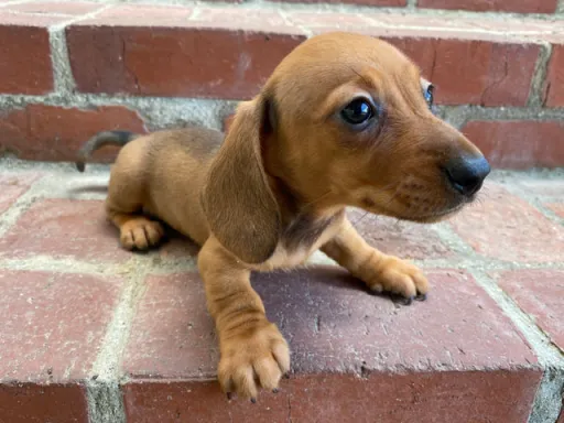 ダックスフンドの子犬販売
