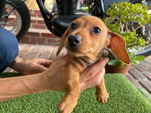 ダックスフンドの子犬販売