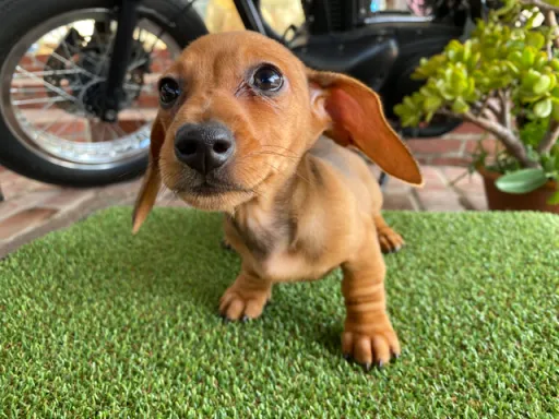 ダックスフンドの子犬販売