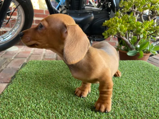 ダックスフンドの子犬販売