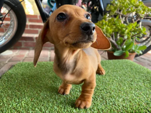 ミニチュア・ダックスフンド / スムースコートのサムネイル画像5