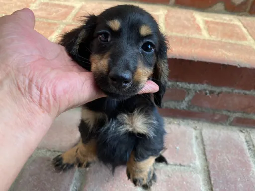 ダックスフンドの子犬販売