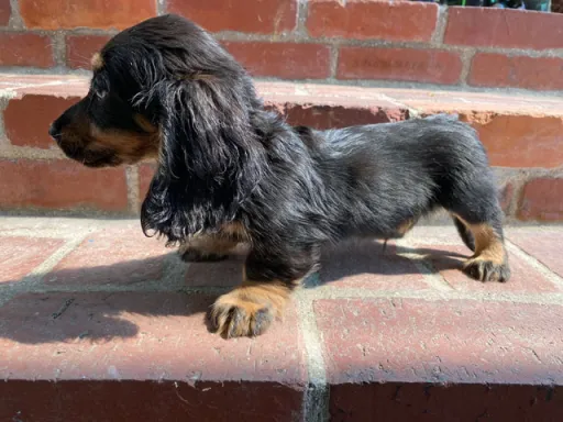 ダックスフンドの子犬販売