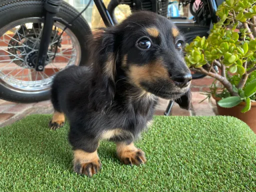 ダックスフンドの子犬販売