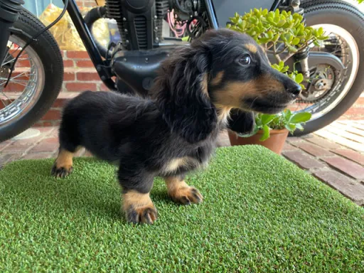 ダックスフンドの子犬販売