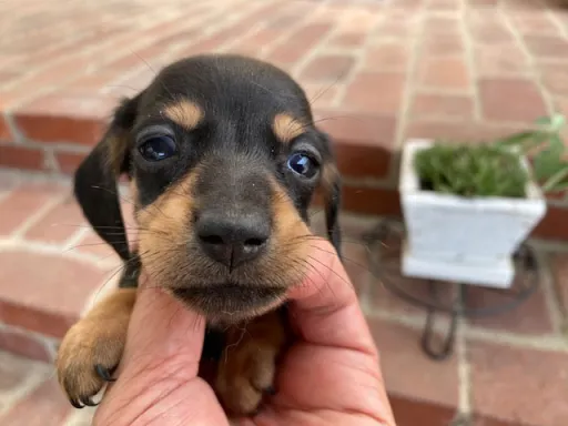 ダックスフンドの子犬販売