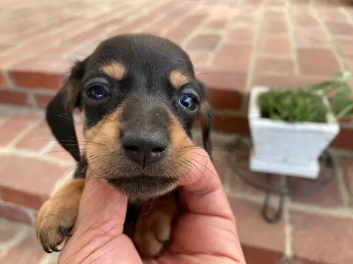 ダックスフンドの子犬販売