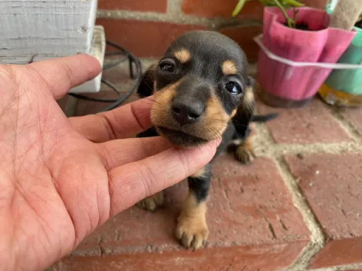 ダックスフンドの子犬販売