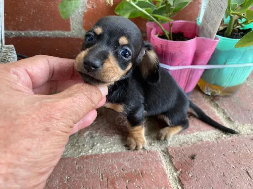 ダックスフンドの子犬販売