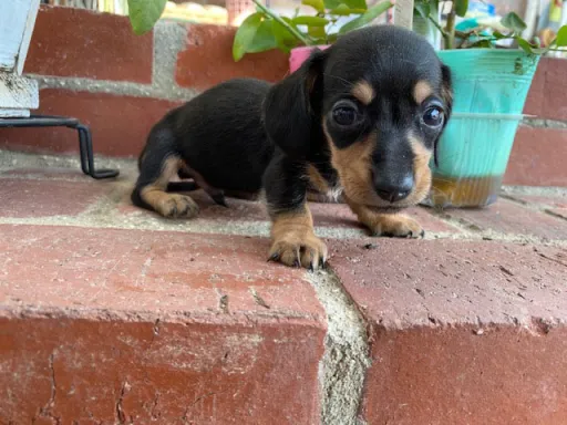 ダックスフンドの子犬販売