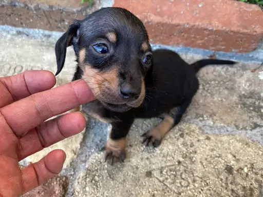 ダックスフンドの子犬販売