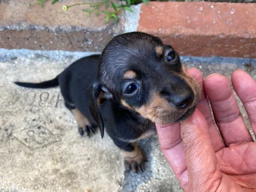 ダックスフンドの子犬販売