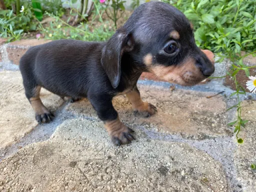 ダックスフンドの子犬販売