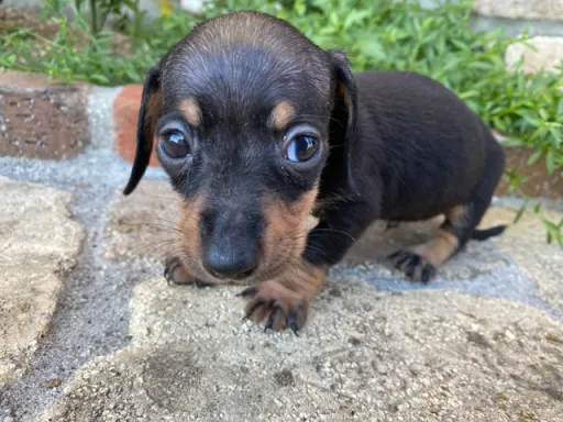 ダックスフンドの子犬販売